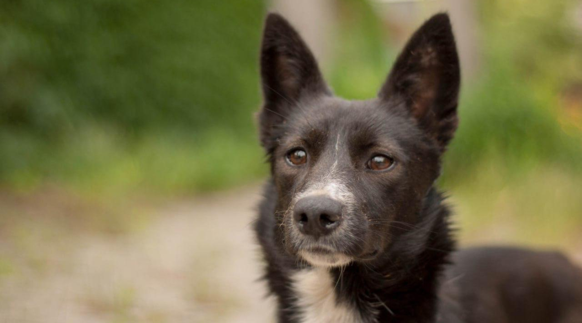 Chiens à adopter